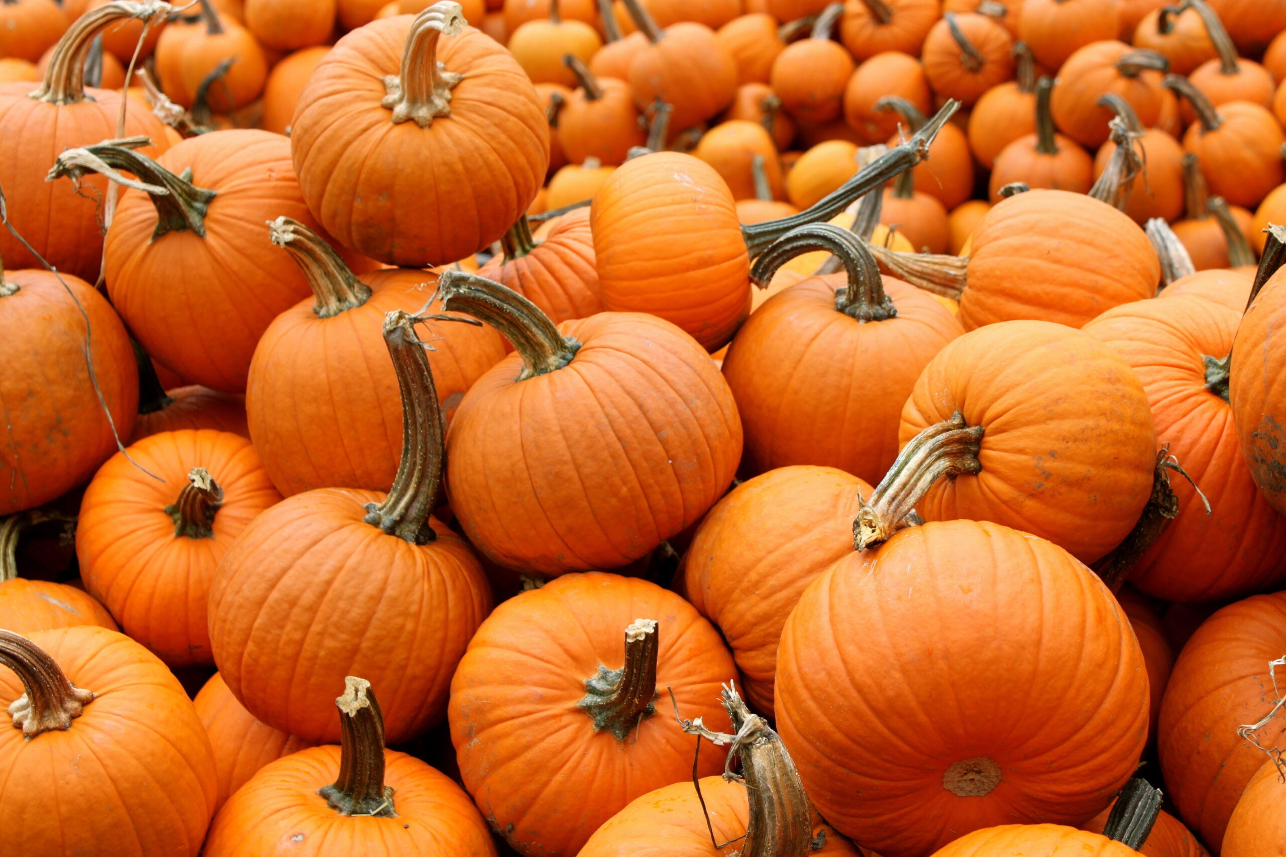 Pumpkin Message & Lights 1st Oct 31st 2025 - Message to those in need of some extra support and kindness.